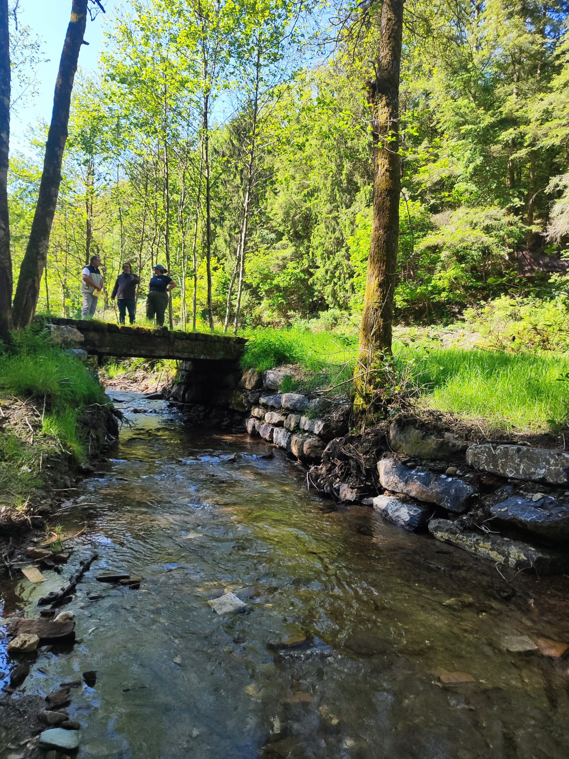 Two weirs removals in the Semois National Parc
